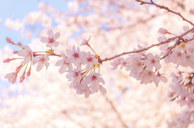 桜さく卒園式